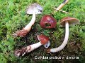 Rhodocollybia prolixa var.distorta-amf464